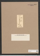 Donkinia angusta (Donk.) Ralfs (de-Toni-Nr.: Genus 17, Species 1148) Zeichnungen Sammlung Grunow Nr. 2242 (NHMW-BOT-W0369340)